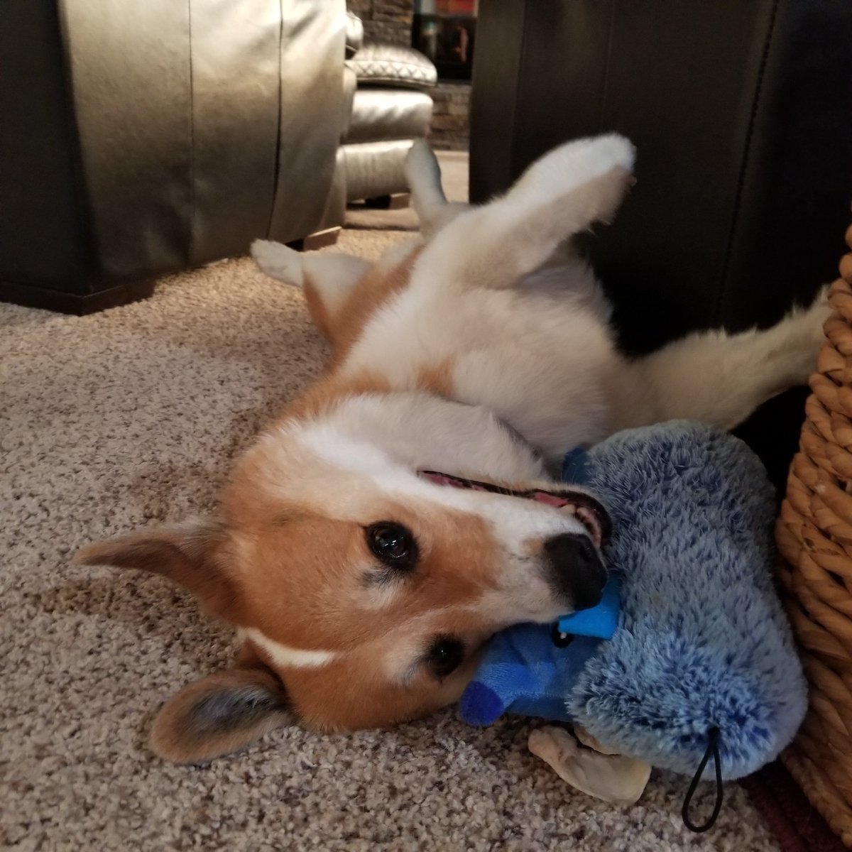Tank_the_Corgi tweet media