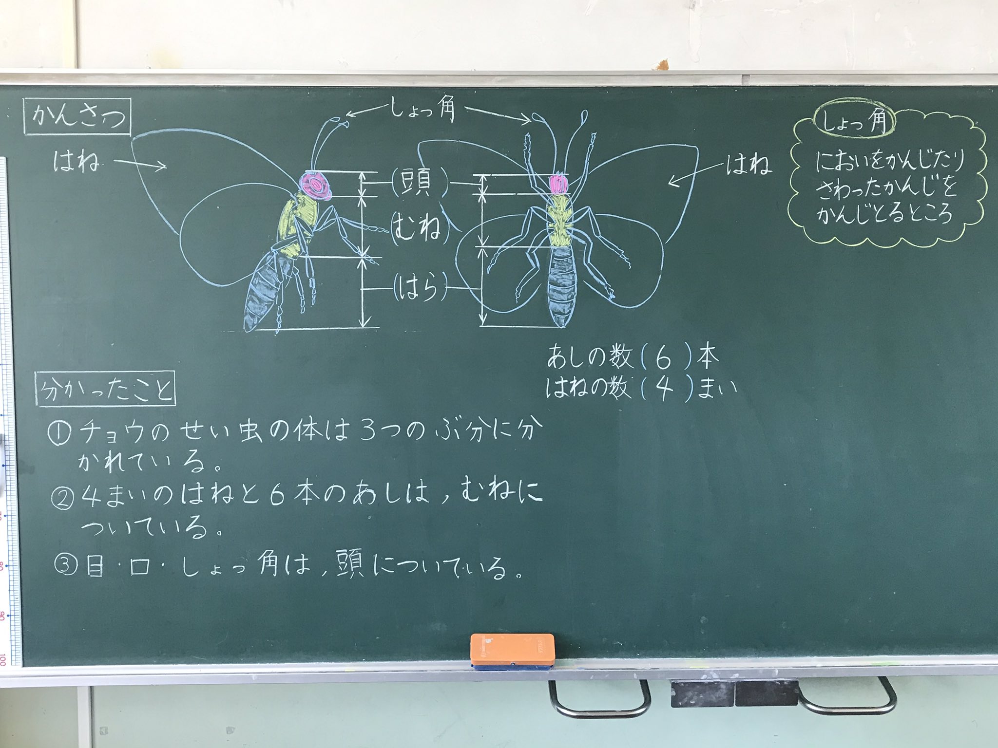 ミザリィ先生 ３年理科 チョウの体のつくり モンシロチョウの体のつくりを観察しました 実物を見るのがベストですが 教科書の写真などを見ながら スケッチをしました 体のつくりを予想してからスケッチをしていたので よく見ながらスケッチをしてい