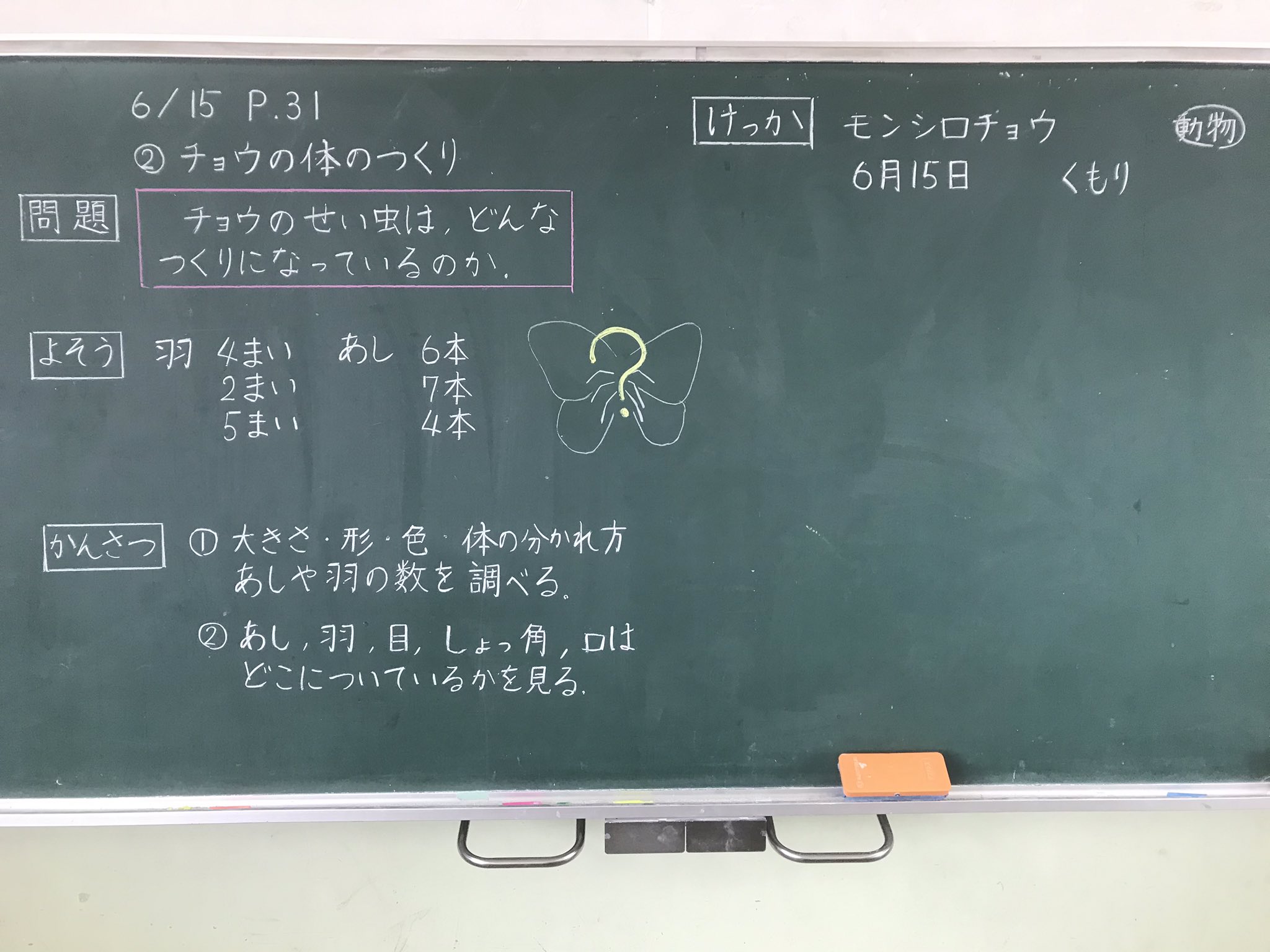 ミザリィ先生 ３年理科 チョウの体のつくり モンシロチョウの体のつくりを観察しました 実物を見るのがベストですが 教科書の写真などを見ながら スケッチをしました 体のつくりを予想してからスケッチをしていたので よく見ながらスケッチをしてい