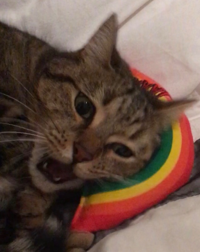 RescuerRuby's tweet image. Here be me trying to use my rainbow like a nanaphone 🐾 it not working 😾make me crank 🌈