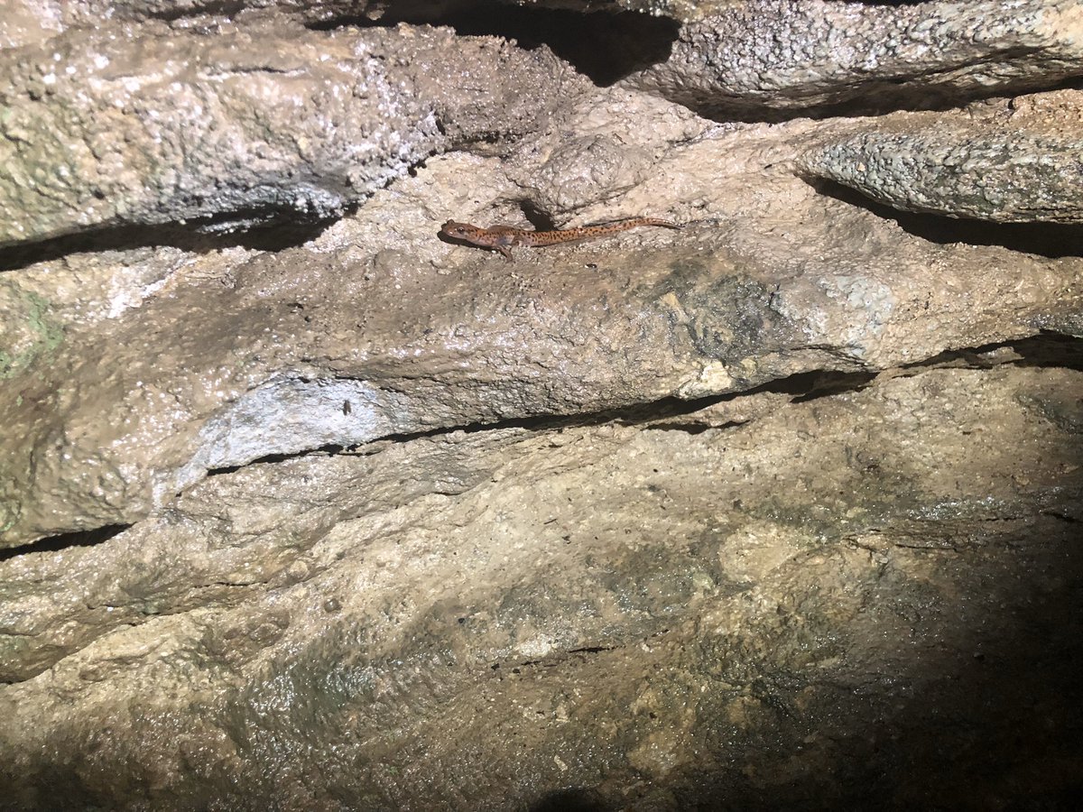 squidmacc's tweet photo. @IndyWildWatch @kidbeachy Same guy? Took this in a cave near Grand Lake Oklahoma last summer. https://t.co/u9kpnDTLMq