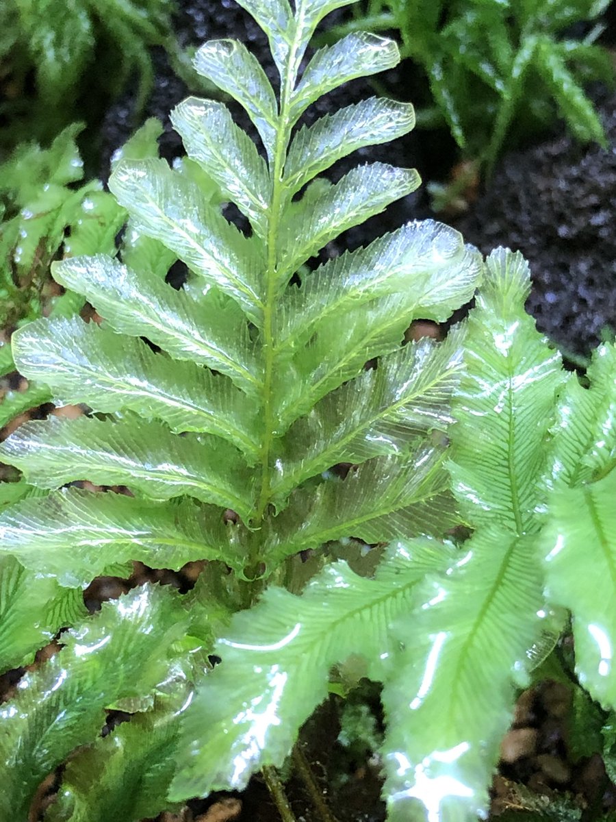 תג 南米植物 בטוויטר