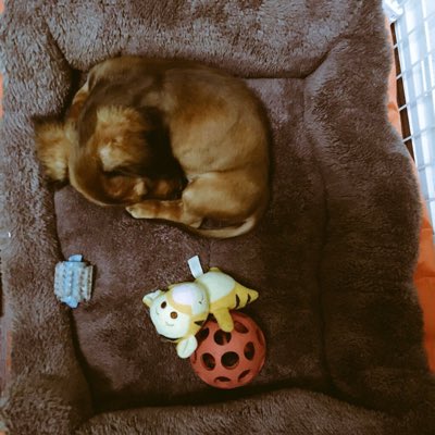 ミントくん🐾 tweet media