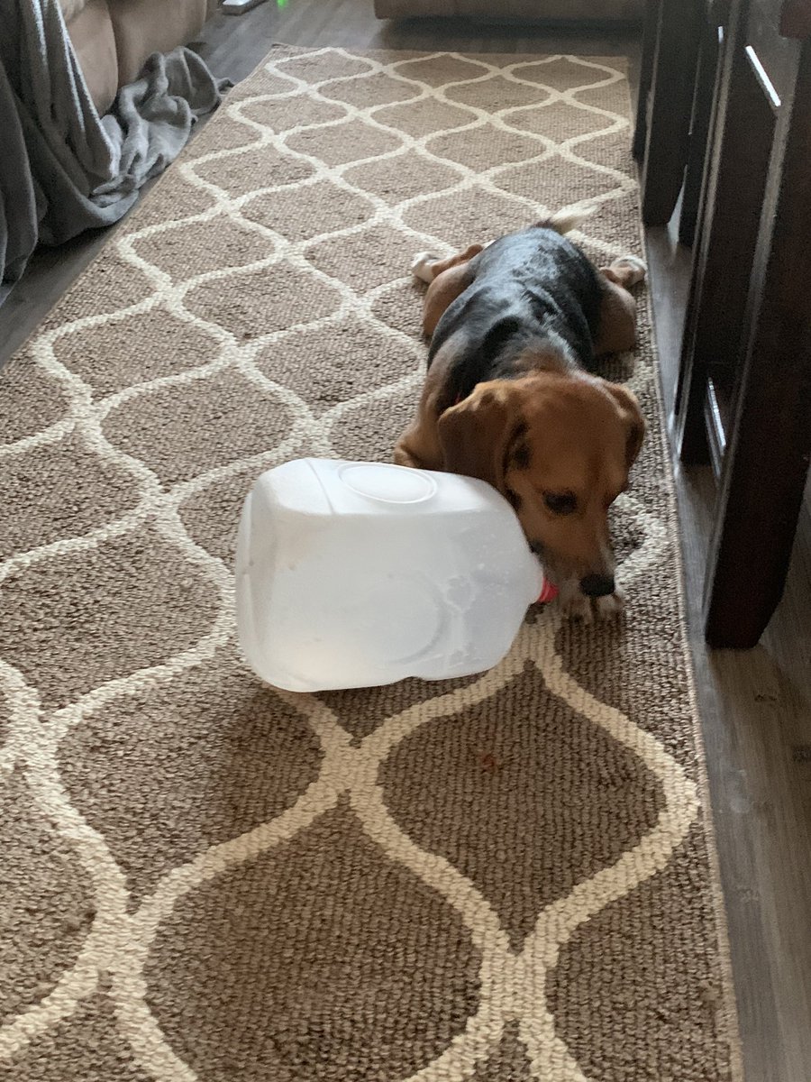 asher_laneybfp's tweet photo. I know my mom has bought me lots of toys, but this milk carton was fun. I don’t want the toys she bought. 🙄🤣 #beagle #animaltestingsurvivor #beaglefreedomproject #dogsoftwitter #imakeupmyownmind #learningtodog #lifeafterlabs https://t.co/craQRF2PH3