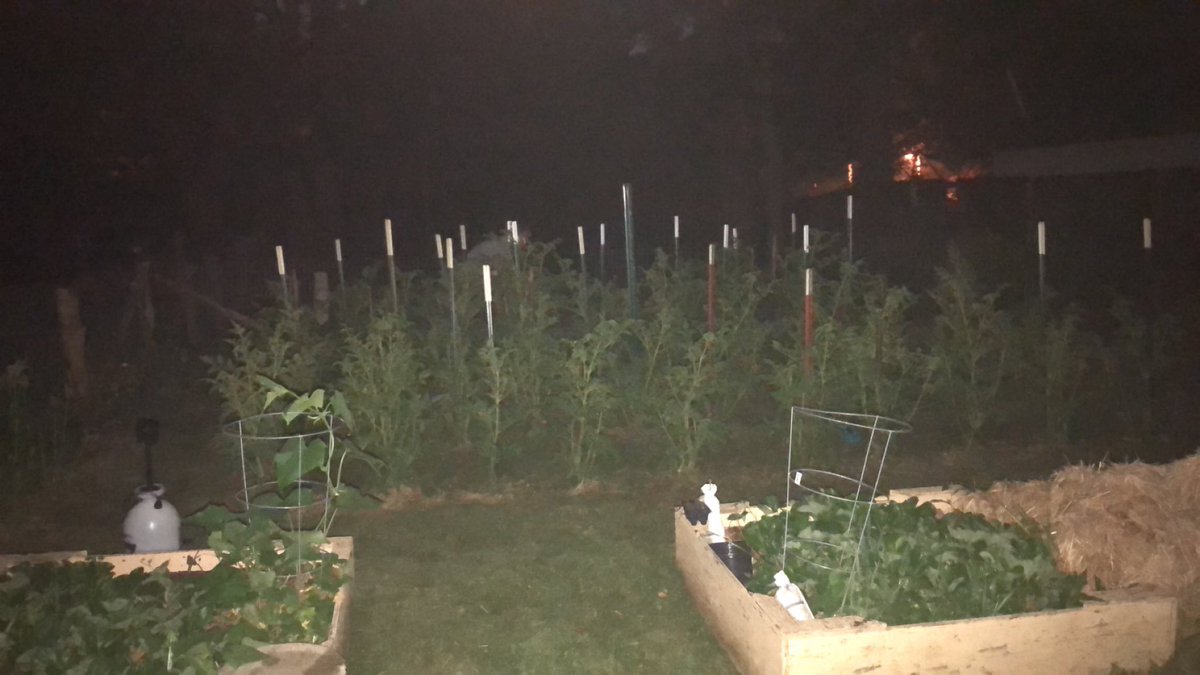PosingPosies's tweet photo. Sprayed the #garden with neem oil tonight- I love being in the garden at night - The tomato plants are getting so big! 🍅

#tomato #gardening #neemoil #Arkansas #homegrown #veggiegarden https://t.co/qoElr3s59U