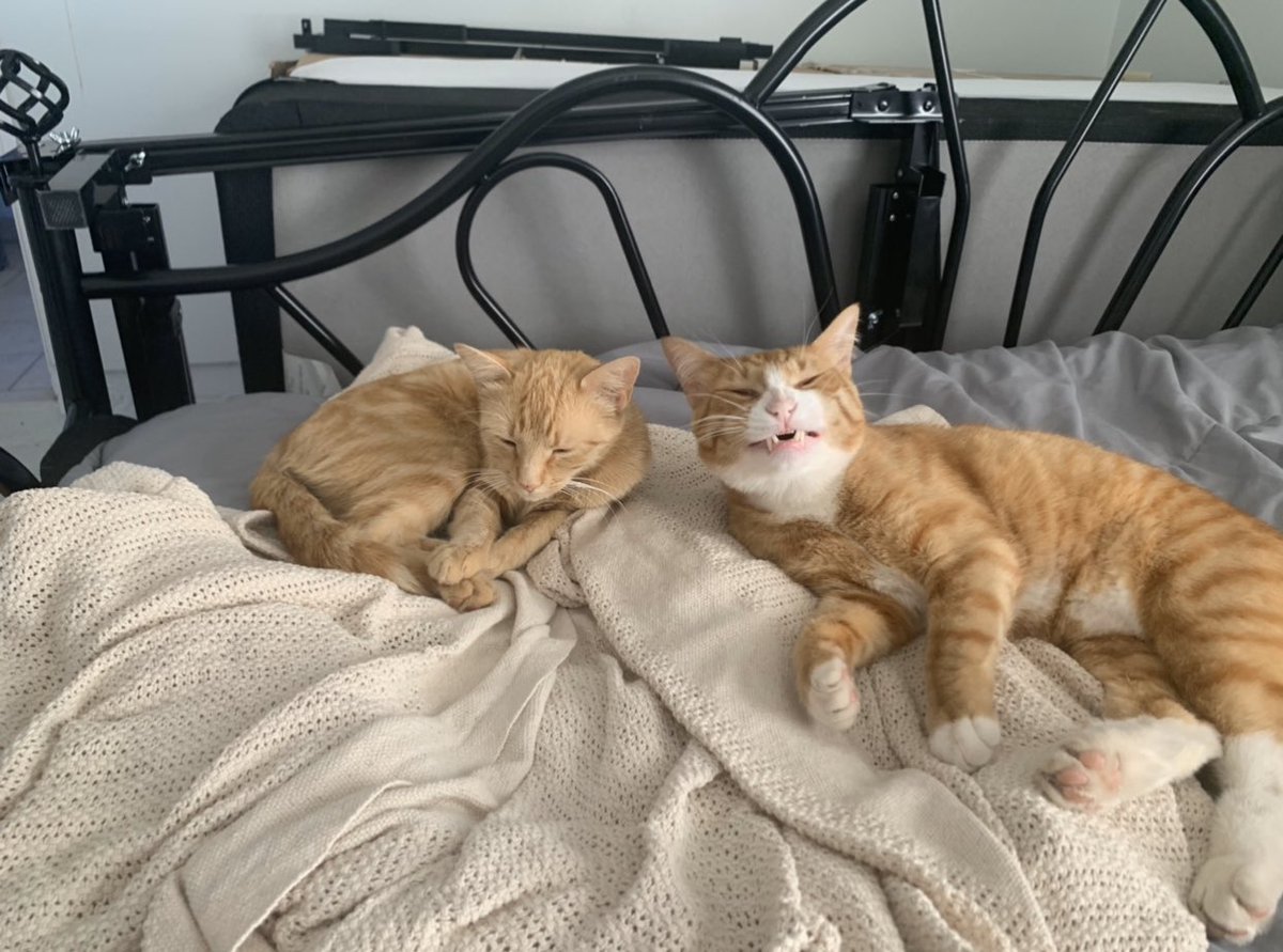 🥺