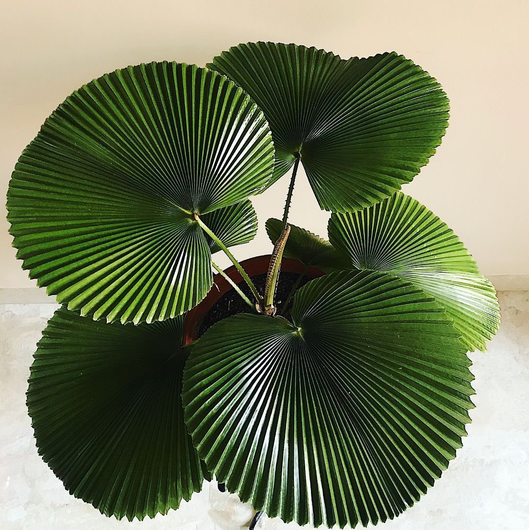 wydpaul__'s tweet photo. Next on my plant must-have list 

Licuala cordata https://t.co/WdiR4blvle