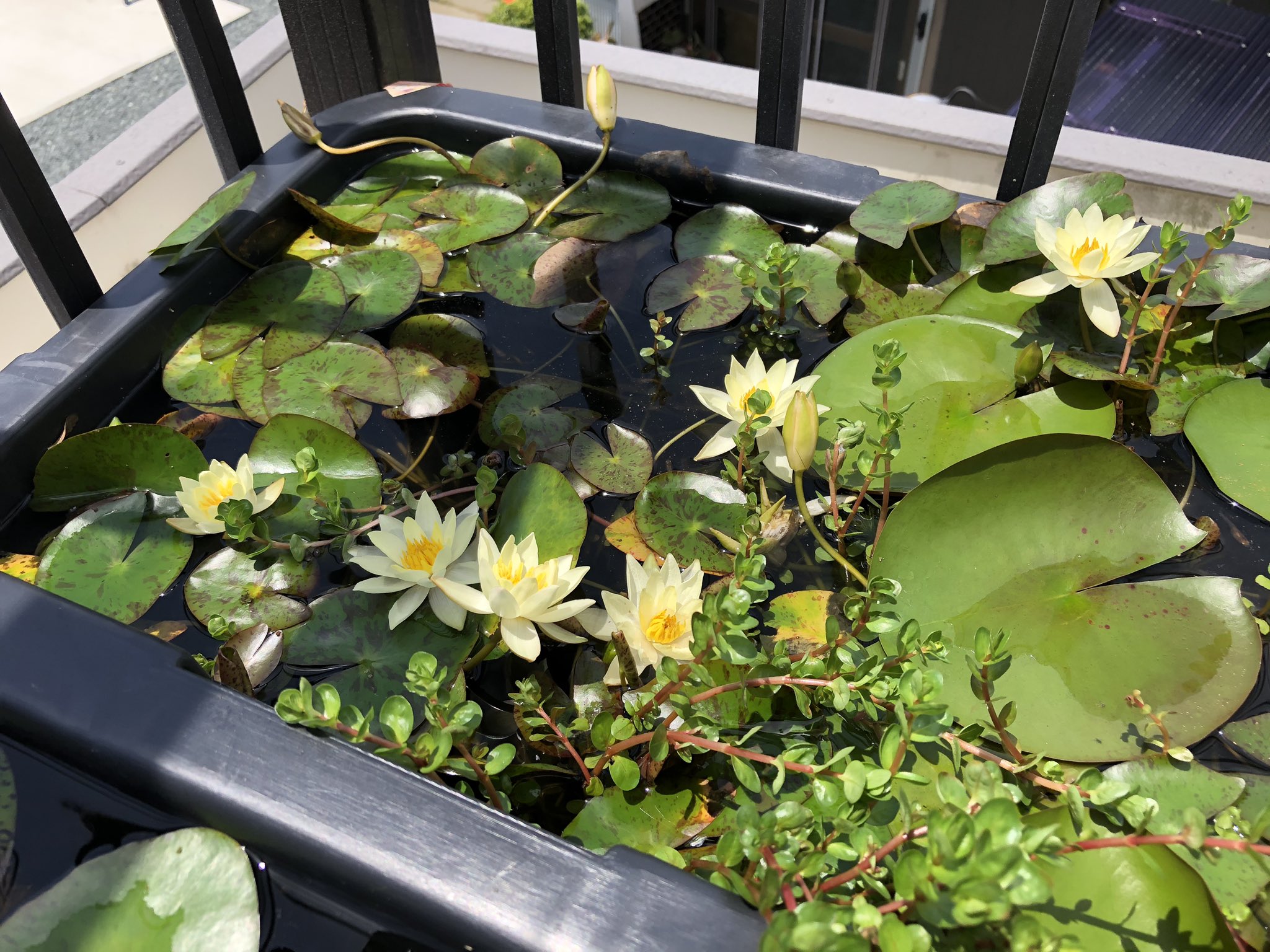 Kazuのメダカ睡蓮ビオトープ 姫睡蓮のヘルボラが咲き乱れてました お花畑のようです 小さなお花がとても可愛い メダカ 温帯スイレン 三色 アクアリウム 睡蓮 ガーデニング 楊貴妃 ビオトープ 水草 水生植物 Waterlily 園芸 お花