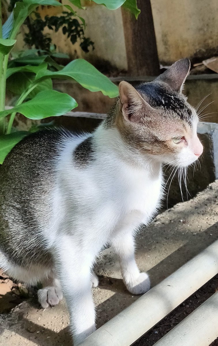 ReadoutInfo1's tweet photo. With nature...💚 
#NaturePhotography #naturelovers #environment #green #catlover #nature https://t.co/ZAsJFRLA5Z