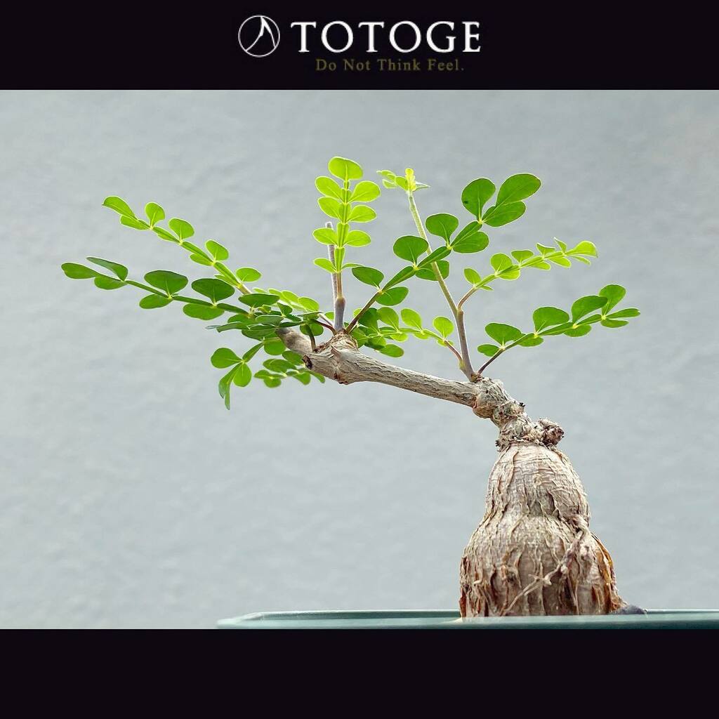 Operculicaryadecaryi