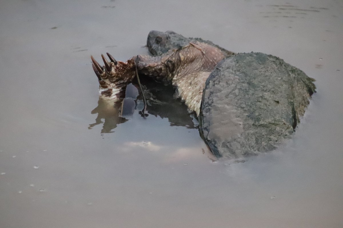 royalmusing's tweet photo. #turtleporn #turtles #huntleymeadows https://t.co/AacxCXLozb