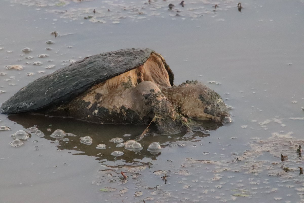 royalmusing's tweet photo. #turtleporn #turtles #huntleymeadows https://t.co/AacxCXLozb