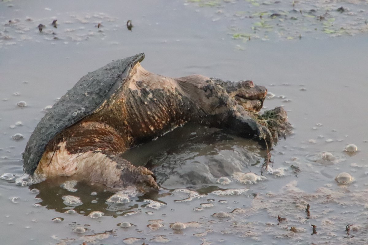 royalmusing's tweet photo. #turtleporn #turtles #huntleymeadows https://t.co/AacxCXLozb