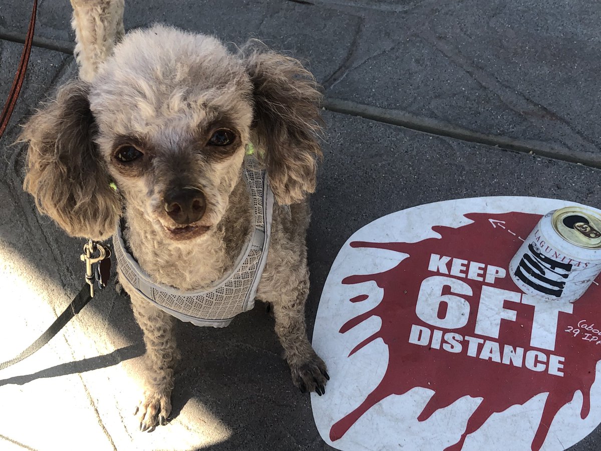 MarnieGreen's tweet photo. Bob visited his first brewery tonight. It won’t be his last! @lagunitasbeer #dogsoftwitter https://t.co/1KRLQeh5pz