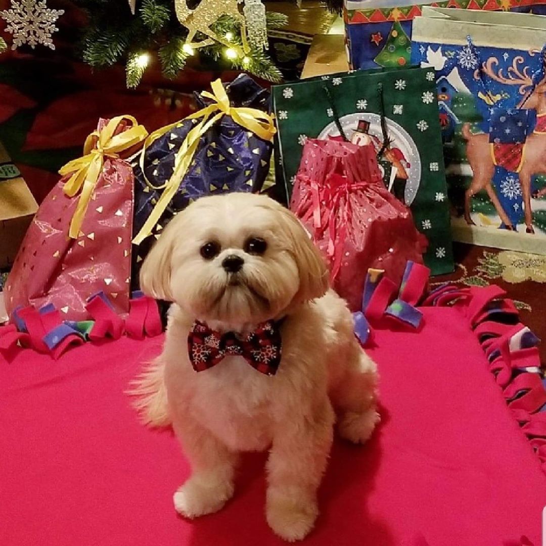 dieworkwear's tweet image. this 13-year-old kid makes bow ties for shelter animals to help them get adopted 🥺

instagram.com/sirdariusbrown/