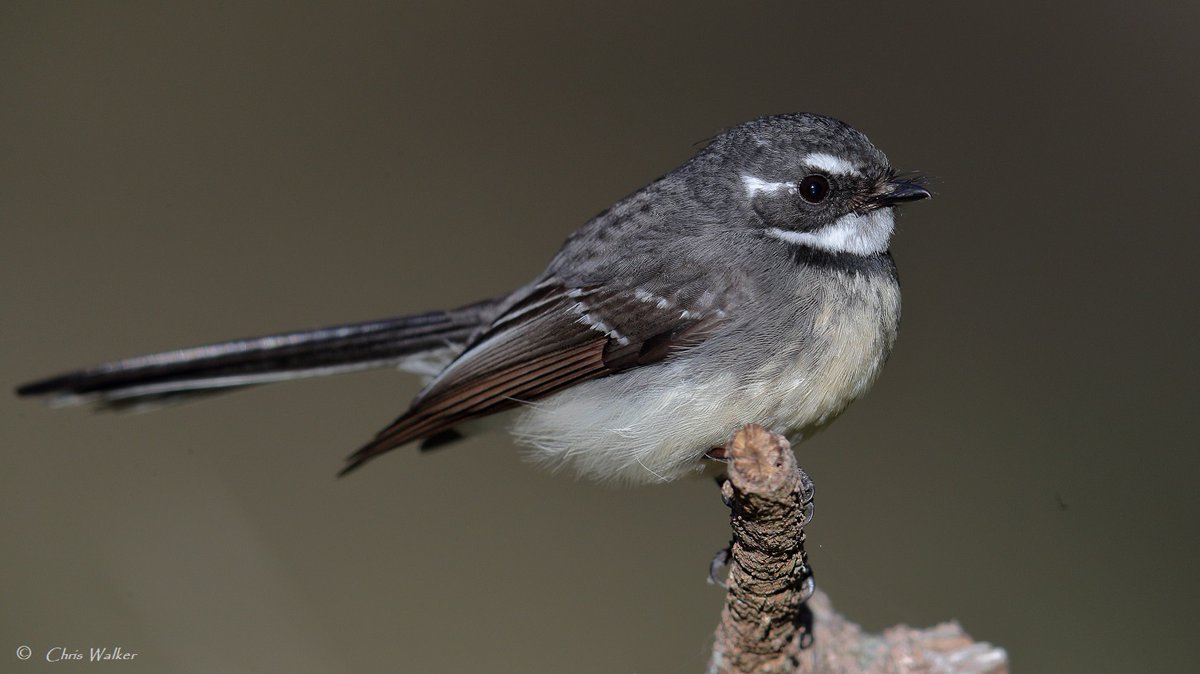 Grey fantail (Rhipidura albiscapa) at Eprapah Creek in Thornlands, on Brisbane's bayside. #greyfantail #birding #birdphotography #Queensland