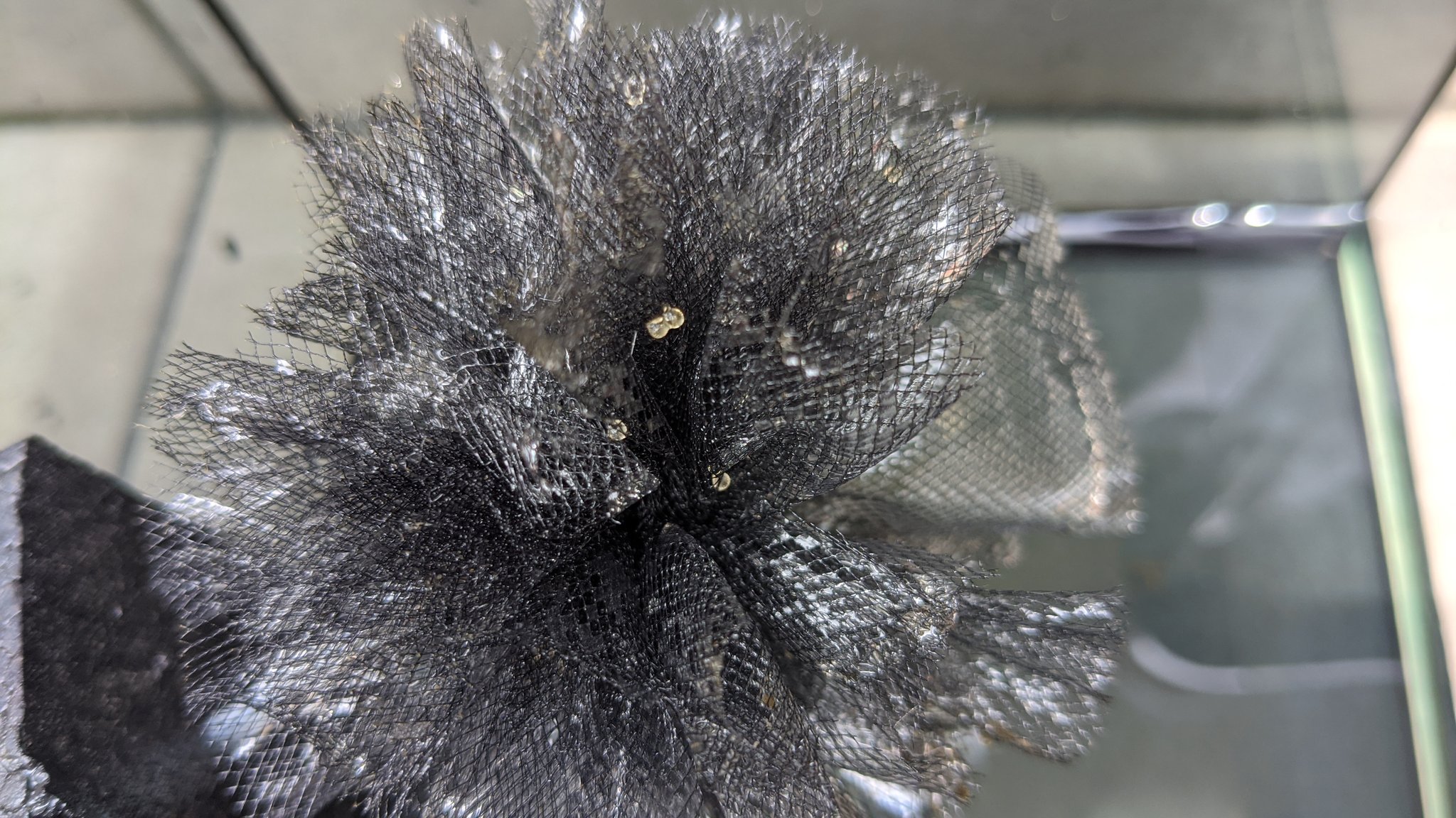 赤髪のとも ３色ラメのメダカの採卵に成功した 100均素材の自作の産卵床ボールうまく行ったー おれはゲーム実況者だよなー どこへ向かってるんだーｗ T Co Wqhizyzvoi Twitter