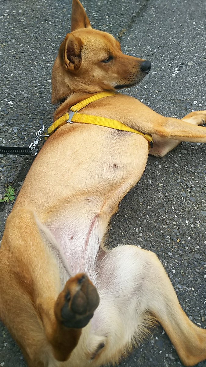 コマさん 犬ネタ Twitter いまなにしてる 心地よさに無防備でとけル コマちゃん 保護犬 愛犬 雑種犬 お昼寝 コマさん 犬ネタ Twitter いまなにしてる 心地よさに無防備でとけル コマちゃん 保護犬 愛犬 雑種犬 お昼寝