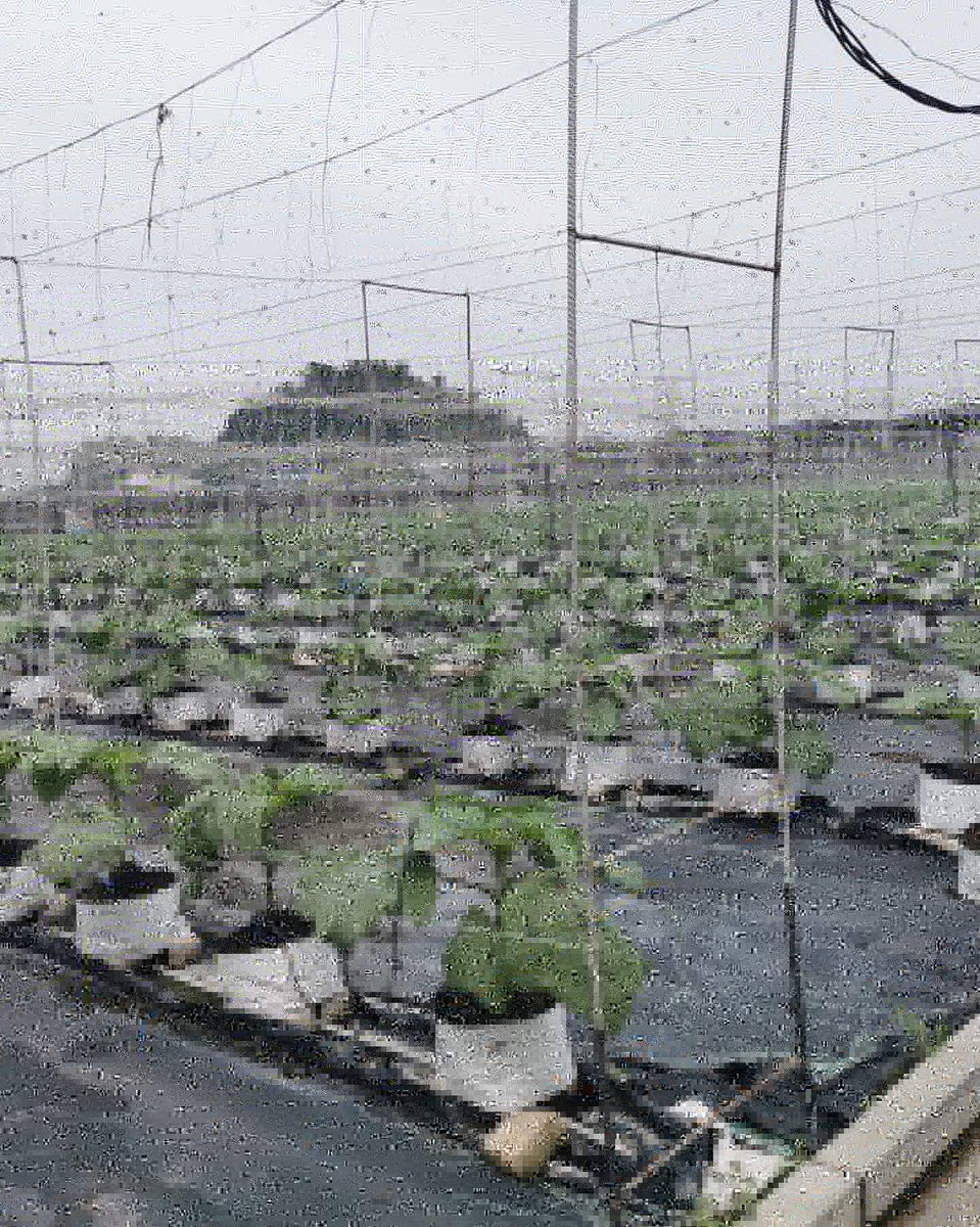 PertanianKinta's tweet photo. Tarikh : 27hb.Jun2020 Sabtu
Lawatan Pemantauan Timbalan Ketua Pengarah Pertanian (Pembangunan Industri &amp; Pengembangan)
Lokasi : Projek Auasia Nutriculture Kg Kepayang, Simpang Pulai.
APT : Suzana Bt Kamardeka (APT Blok 3 - Parlimen Gopeng)
@siree_sankaran
@myDOA_Perak
@myDOA_HQ https://t.co/dTccVChGs0