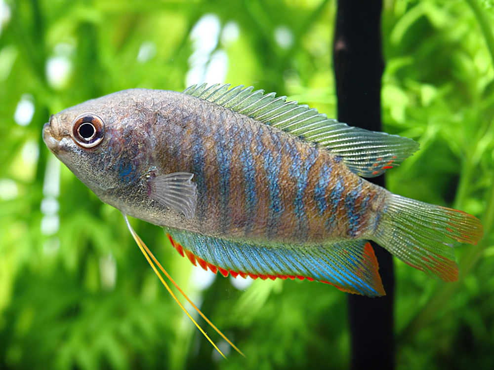 Carassius auratus золотая рыбка. пецилия жемчужная. аквариумные рыбы коллаж. аквариумная рыбка бастер. рыбы фото.