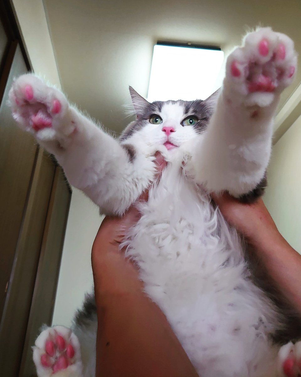 Oisan To Neko 肉球 周りも毛をバリカンでカット ノルウェージャンフォレストキャット 猫好きさんと繋がりたい Oisan To Neko 肉球 周りも毛をバリカンでカット ノルウェージャンフォレストキャット 猫好きさんと繋がりたい
