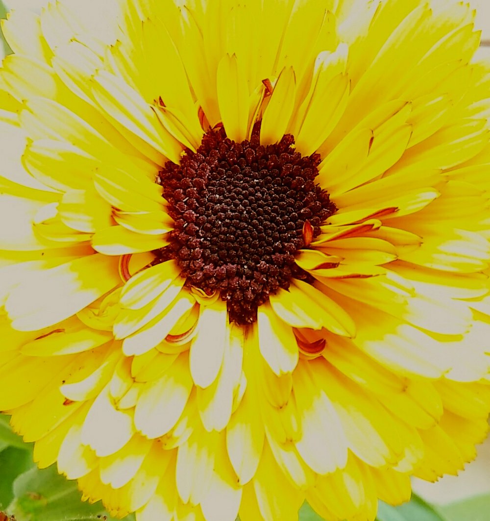 HinaChopra's tweet photo. "Flowers don’t worry about how they’re going to bloom. They just open up and turn toward the light and that makes them beautiful." #JimCarrey 
#flowers #flowerphotography #nature #nature_perfection #TwitterNatureCommunity #calendulaflower https://t.co/bJgmZGAYmC