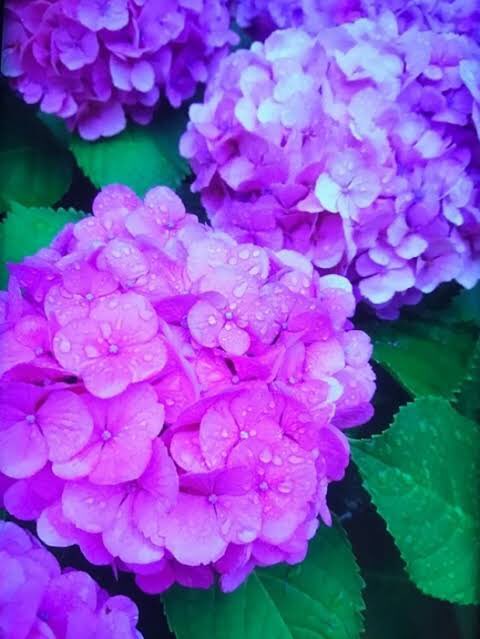 テリーズ カフェ 紫陽花に雨露がついて綺麗です 紫陽花 アジサイ 梅雨 お花 ギフトフラワー 雨露 お花好きの人と繋がりたい 梅雨の晴れ間 テリーズ カフェ 紫陽花に雨露がついて綺麗です 紫陽花 アジサイ 梅雨 お花 ギフトフラワー 雨露 お花好きの人と繋がりたい 梅雨の晴れ間