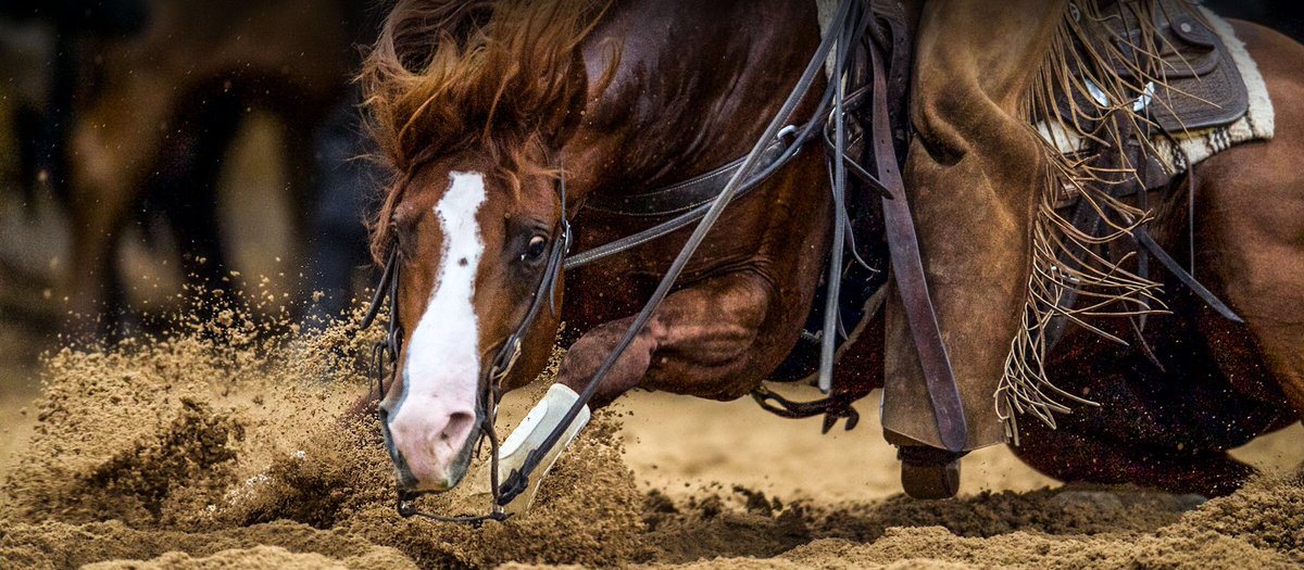 21cowhorses's tweet photo. I want a Rollz Royce https://t.co/cBE1QnBuaQ