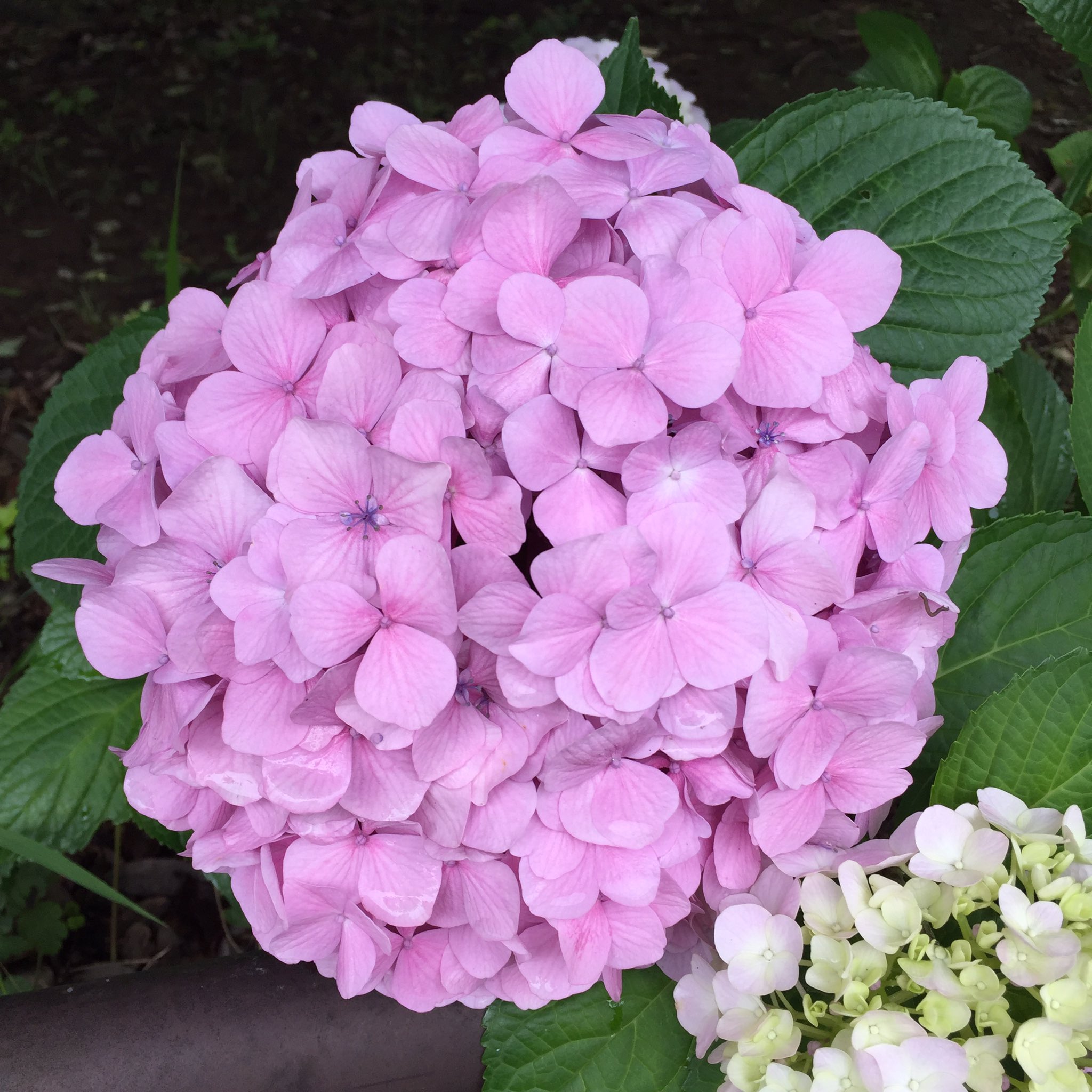 Masashi 近所に咲いていたピンク色の紫陽花 A Pink Hydrangea Flower That Was Blooming In My Neighborhood 紫陽花 あじさい ピンクの紫陽花 花 ピンク色の花 梅雨の花 花が好き 梅雨 6月 Hydrangea Hortensie Flower Blume Fleur Flora