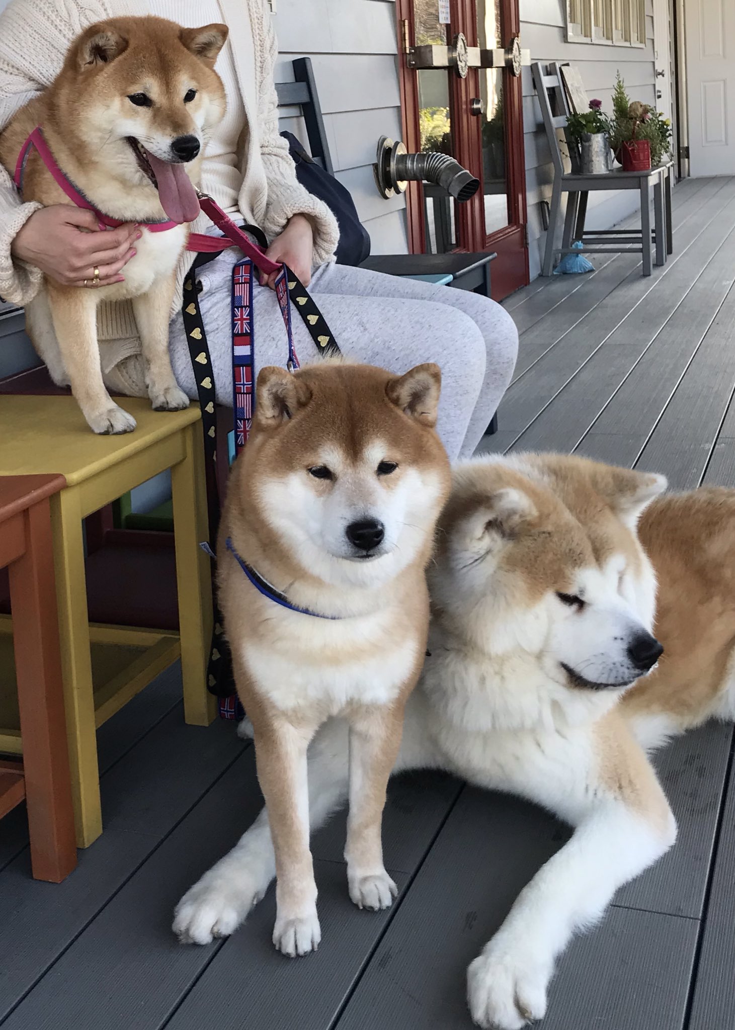 柴犬 秋田犬 はちモナじんくんとポン吉 3匹の目線の先にはたくさんのわんちゃん達が遊んでいます お気に入りのドッグランつきのカフェ 柴犬 秋田犬 湘南国際村 ドッグカフェven T Co Pv7ridcz2x Twitter