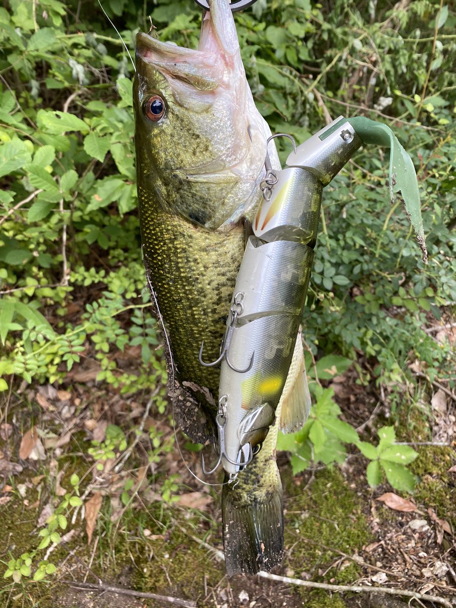 OneBite18's tweet photo. 今日はバラム300でいただきました🎣
40㎝くらいのガリガリのバスでした❗️ https://t.co/DAGtlm6xYB
