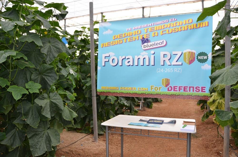 innovamosjuntos's tweet photo. #ForamiRZ destaca principalmente por su resistencia a #fusarium y pertenece a la gama de #pepinos #blueleaf de @rijkzwaanES. Estas fotos son del día que realizamos su presentación... ¡Fue un gran día! ☺️

¿Quieres conocer más sus características? 👉 https://t.co/1kNPL0THao https://t.co/Lhn5JwU8Qf