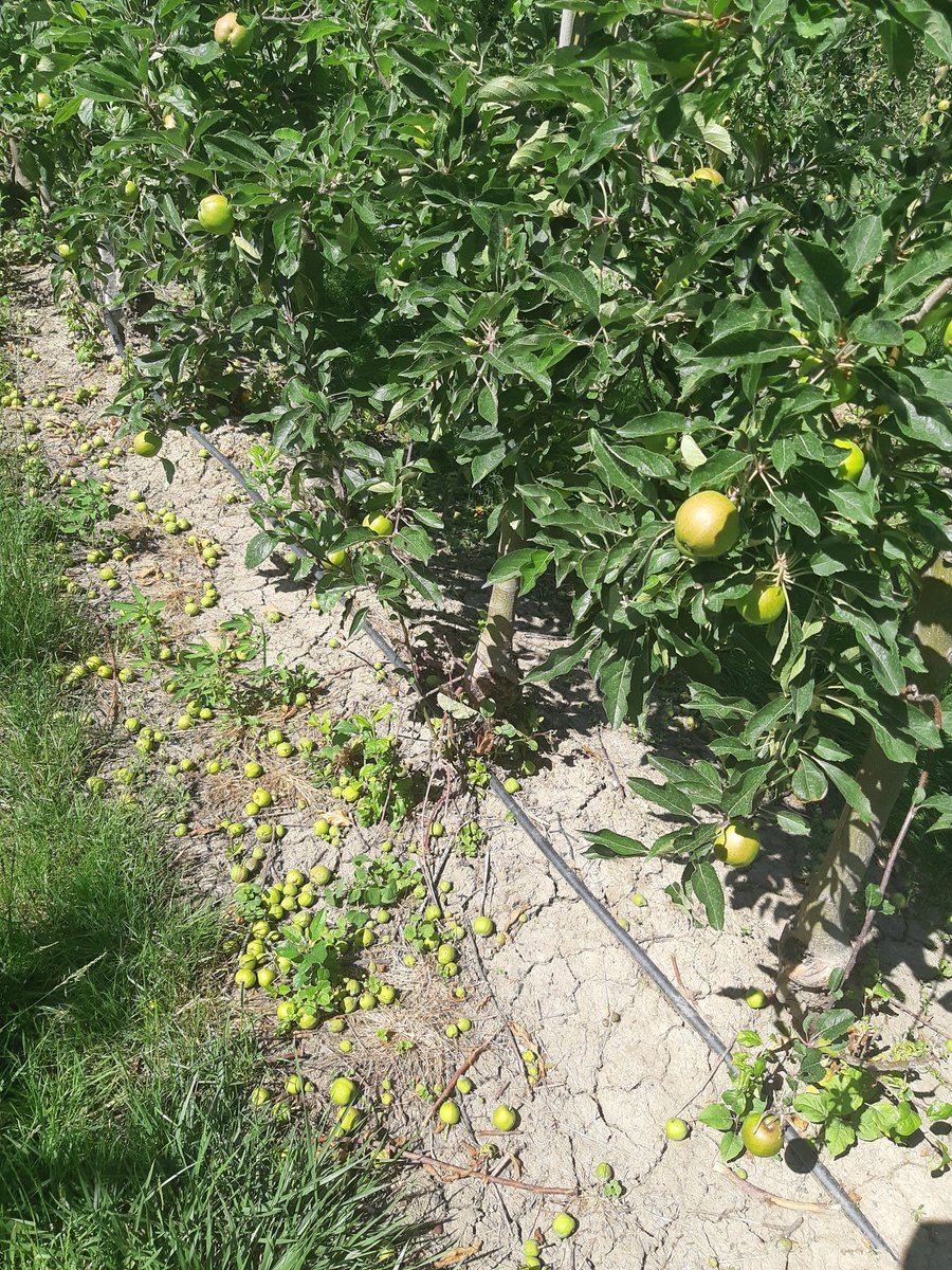 WatEddie's tweet photo. #Junami is een appelras wat geboren is uit Elstar, gekruist met [Idared x Maigold]. Hierdoor lijkt #Junami tamelijk veel op Elstar. Een verschil is dat #Junami vaak een iets langer #uitstalleven heeft.
Echter, het verschil zit met name in de teelt! https://t.co/4pWErrxVQh