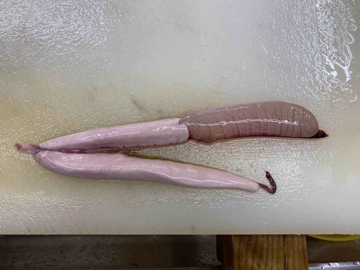 20年以上さばいてる魚屋さんもビックリ！オスのカツオに卵巣？？