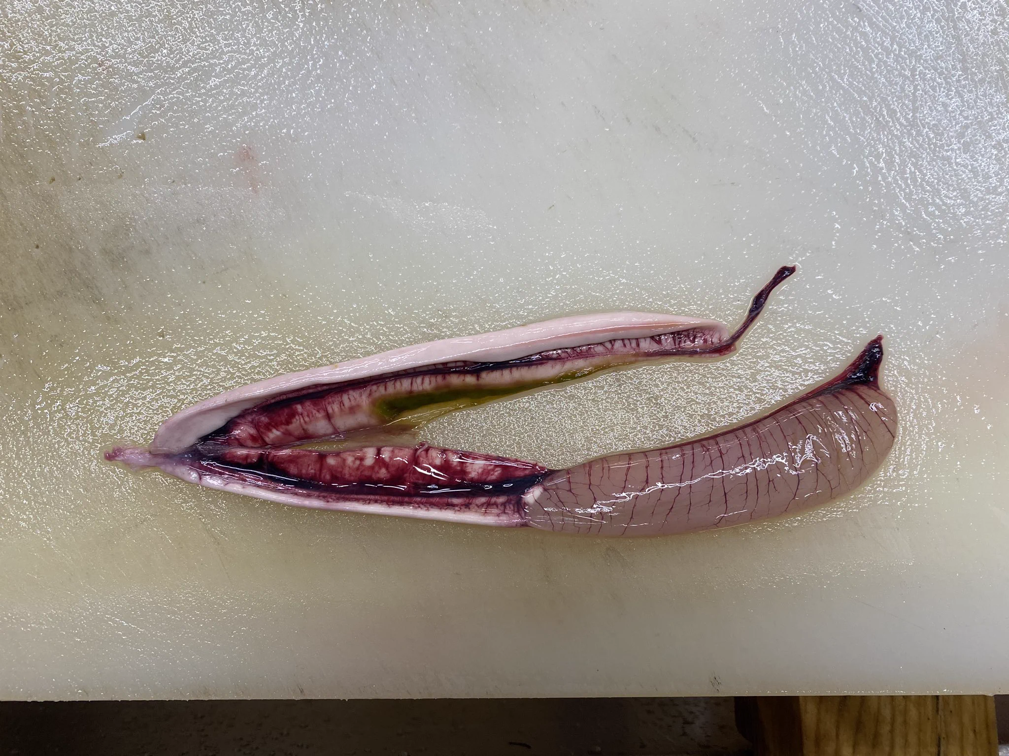 20年以上さばいてる魚屋さんもビックリ！オスのカツオに卵巣？？