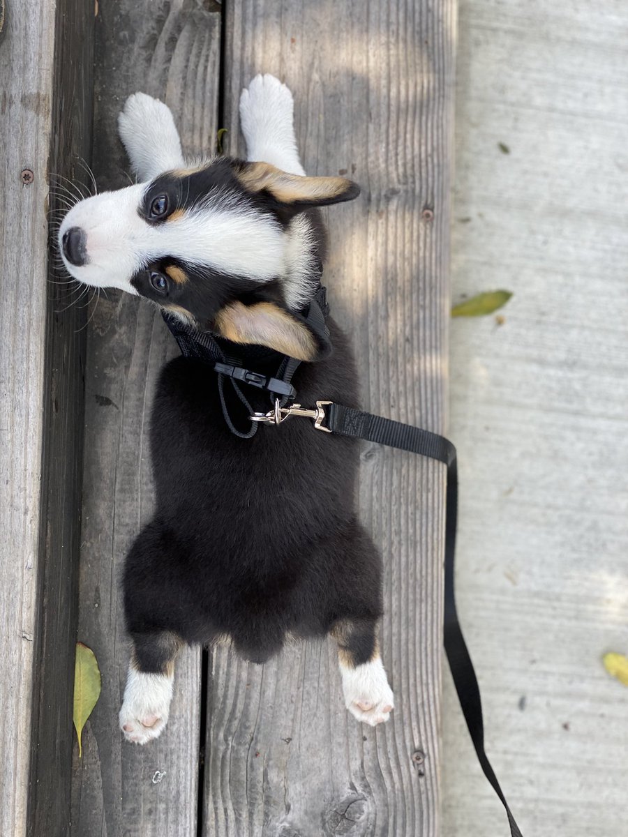 meechum5's tweet photo. @gtconway3d Corgi long dog goes a long way! https://t.co/986DrzvhWk