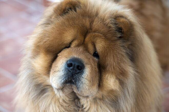 櫻井 大典 おー チャウチャウやないかい 食用の犬はチャウチャウ以外におらんわ