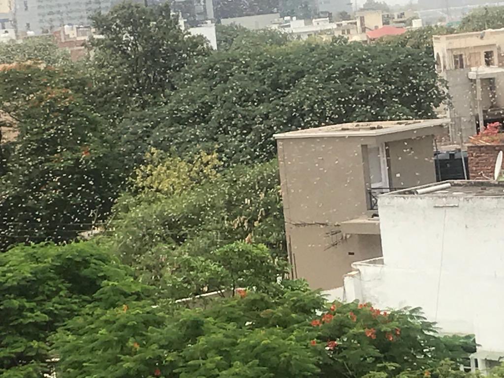 Locust in Gurgaon?!
