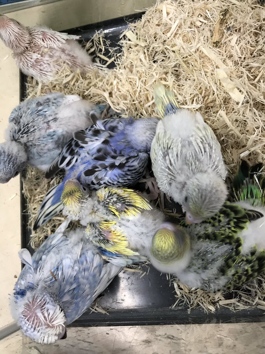 販売 セキセイ インコ