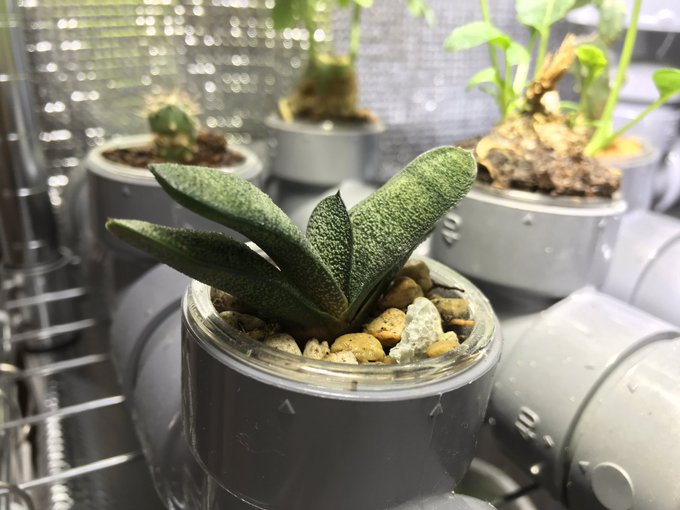 溶液栽培のtwitterイラスト検索結果