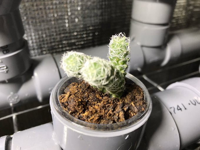 溶液栽培のtwitterイラスト検索結果