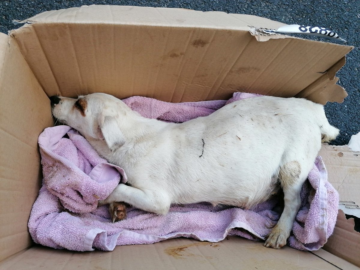 Late last night this heavily pregnant Jack Russell terrier was found dumped in a box in Surrey and taken to ⁦@Millbrook_RSPCA⁩ . She was close to death.  Staff rushed her to a vet and she has been fighting for her life all night. Mum and unborn pups are still alive today 🙏