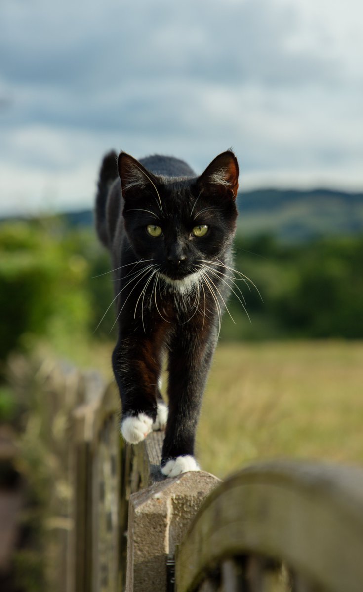 jsutt32's tweet image. #morning all!!  #Caturday #SaturdayMorning #Saturday #weekend #CatsOfTwitter #cats