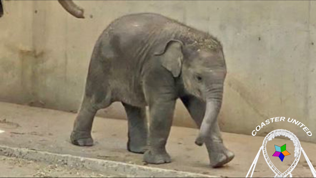 CoasterUnited's tweet photo. ¡Nuevo vídeo en el canal de YouTube de la comunidad! ¡Descubre a la NUEVA CRÍA HOPE de ELEFANTE en el ZOO AQUARIUM de MADRID (@zoomadrid @parquesreunidos)! ¡Enlace disponible en la Biografía!
.
.
.
#FeelTheLoop #CoasterUnited #Elefante #Hope #ZooAquariumMadrid #DreamCoaster https://t.co/adQoyX2FTD