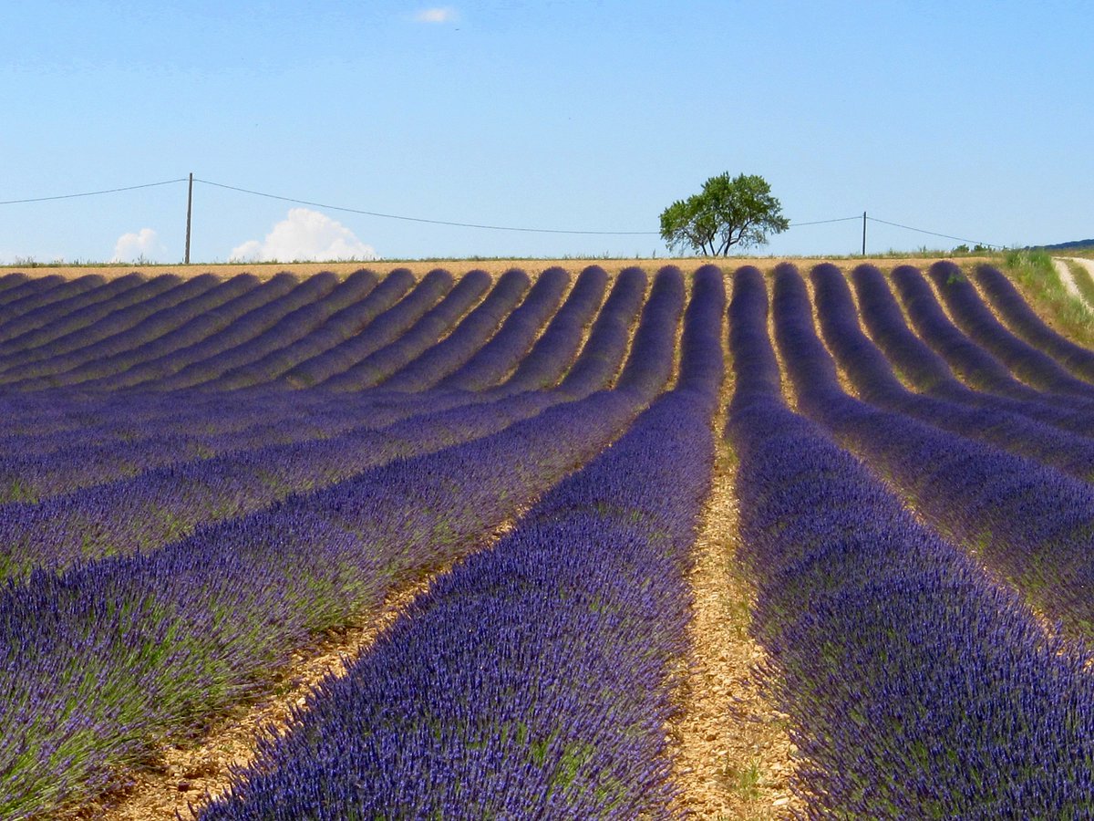The Good Life France tweet media