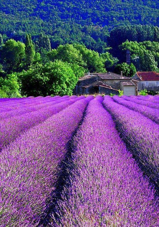 Daily dose of France today - lavender in Provence, pretend we have sniff-o-vision, and... breathe ❤️
#thegoodlifefrance