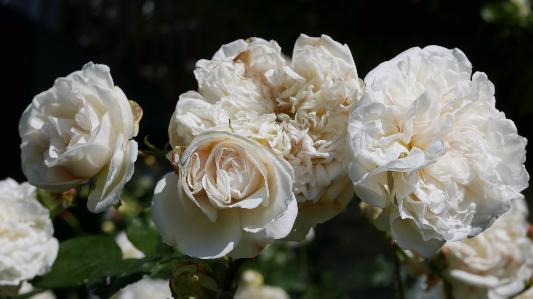 Twitter 上的mathilde Texier Rose Season Sombreuil Climbing Rose Sombreuil Rose Roses Climbingroses Deadheading Davidaustinroses Daustinroses T Co Civol3pd0j Twitter