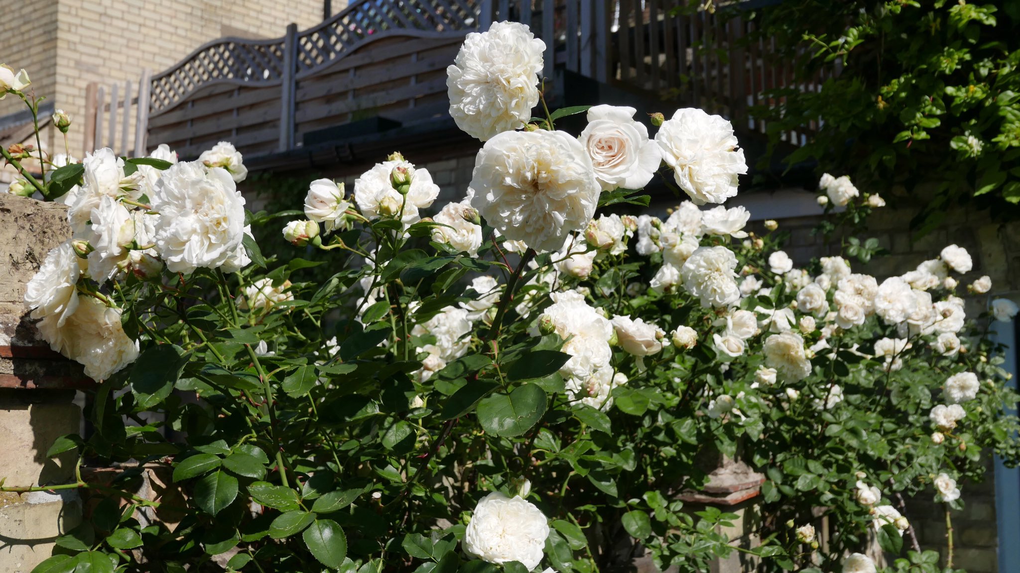 Twitter 上的mathilde Texier Rose Season Sombreuil Climbing Rose Sombreuil Rose Roses Climbingroses Deadheading Davidaustinroses Daustinroses T Co Civol3pd0j Twitter