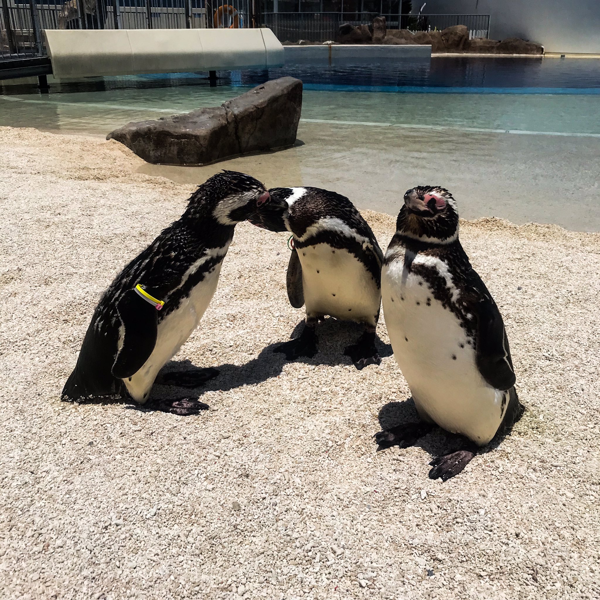 大分マリーンパレス水族館 うみたまご いちゃいちゃ 毛づくろい 中 T Co Aiq9toytea Oita 大分 別府 おんせん県 大分マリーンパレス水族館 水族館 うみたまご あそびーち ペンギン マゼランペンギン T Co Cei2ppstwq
