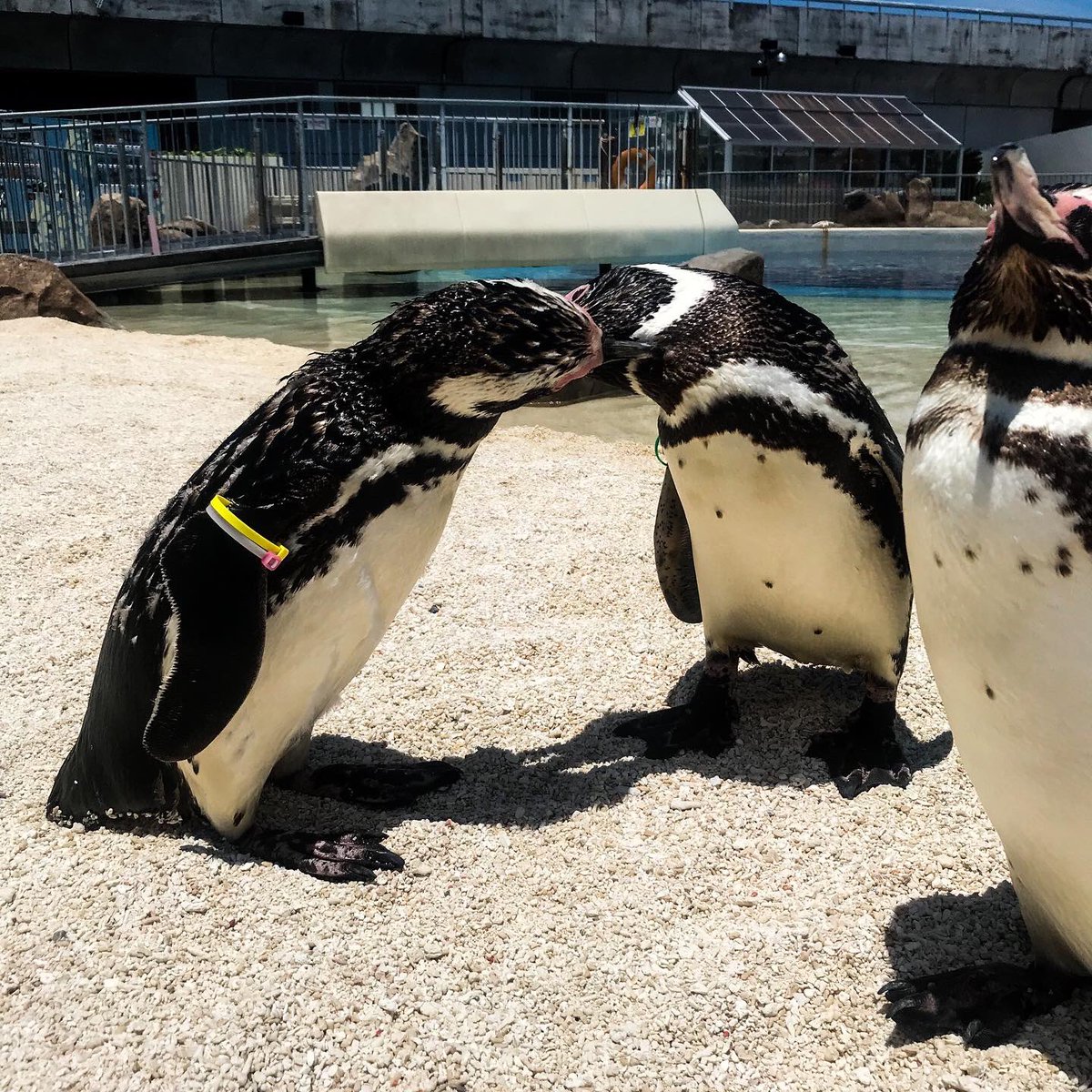 大分マリーンパレス水族館 うみたまご V Twitter いちゃいちゃ 毛づくろい 中 T Co Aiq9toytea Oita 大分 別府 おんせん県 大分マリーンパレス水族館 水族館 うみたまご あそびーち ペンギン マゼランペンギン